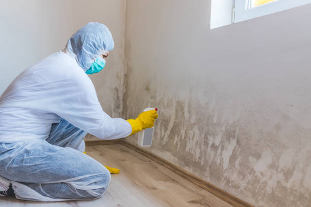 Licensed Black Mold Removal service in Wellesley, MA - WQB Mold Removal