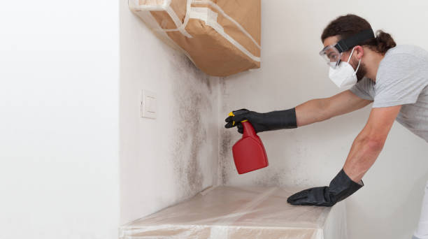 Professional Black Mold Removal technician working in Wellesley, MA