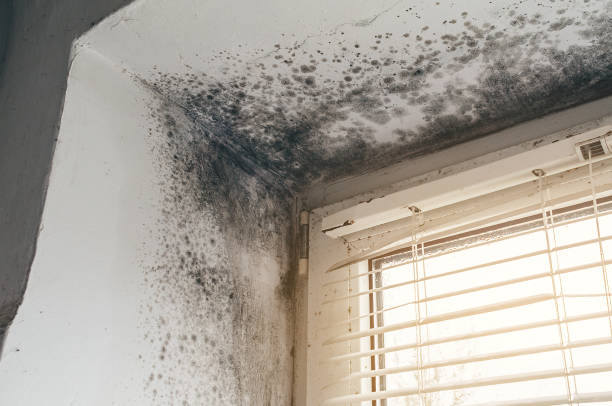 Affordable Black Mold Removal solutions in Wellesley, MA